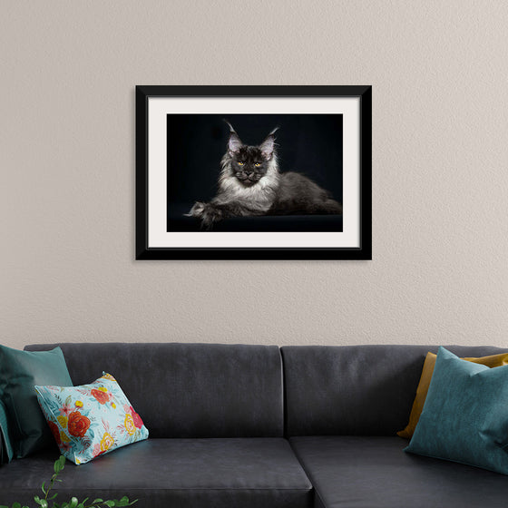 "Portrait of lying Maine coon cat"