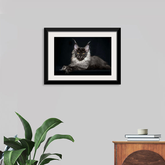 "Portrait of lying Maine coon cat"