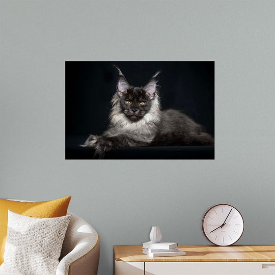 "Portrait of lying Maine coon cat"