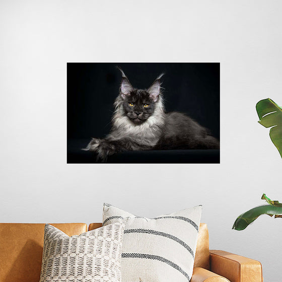 "Portrait of lying Maine coon cat"