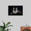 "Portrait of lying Maine coon cat"