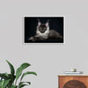 "Portrait of lying Maine coon cat"