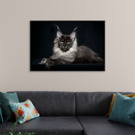 "Portrait of lying Maine coon cat"