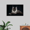 "Portrait of lying Maine coon cat"