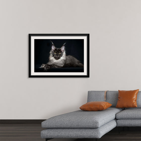 "Portrait of lying Maine coon cat"