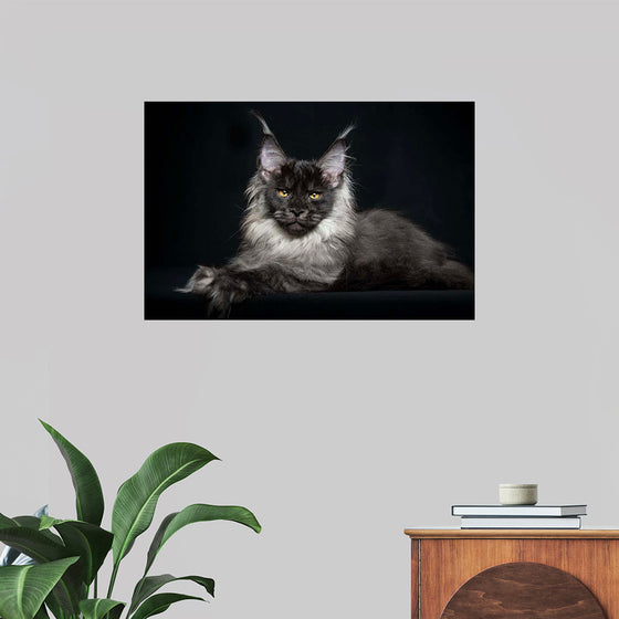 "Portrait of lying Maine coon cat"