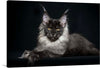 This is a captivating print of “Portrait of a Lying Maine Coon Cat” that captures the essence of this magnificent creature. Every strand of its luxurious fur, the intense gaze, and the majestic posture is captured with exquisite detail, bringing this cat to life on your walls. 