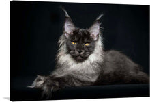  This is a captivating print of “Portrait of a Lying Maine Coon Cat” that captures the essence of this magnificent creature. Every strand of its luxurious fur, the intense gaze, and the majestic posture is captured with exquisite detail, bringing this cat to life on your walls. 