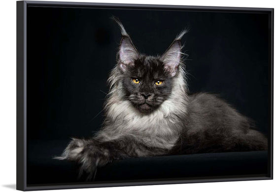 "Portrait of lying Maine coon cat"