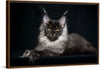 "Portrait of lying Maine coon cat"