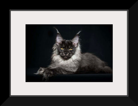 "Portrait of lying Maine coon cat"