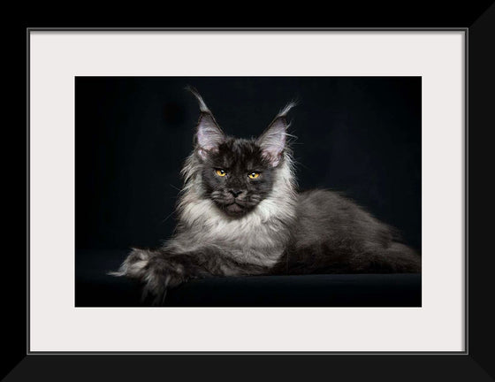 "Portrait of lying Maine coon cat"