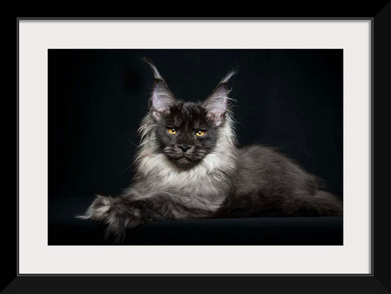 "Portrait of lying Maine coon cat"