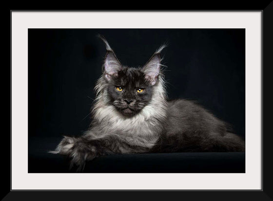 "Portrait of lying Maine coon cat"