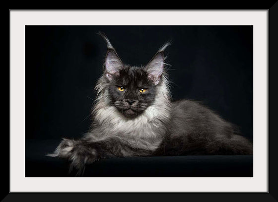 "Portrait of lying Maine coon cat"