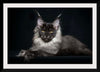 "Portrait of lying Maine coon cat"