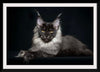 "Portrait of lying Maine coon cat"