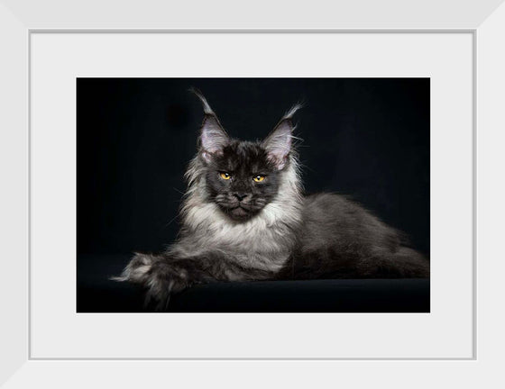 "Portrait of lying Maine coon cat"