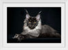 "Portrait of lying Maine coon cat"