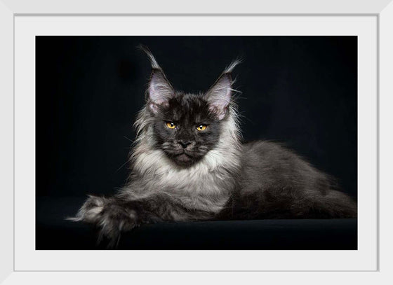 "Portrait of lying Maine coon cat"