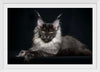 "Portrait of lying Maine coon cat"