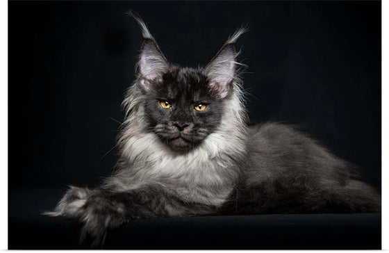 "Portrait of lying Maine coon cat"