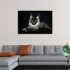 "Portrait of lying Maine coon cat"