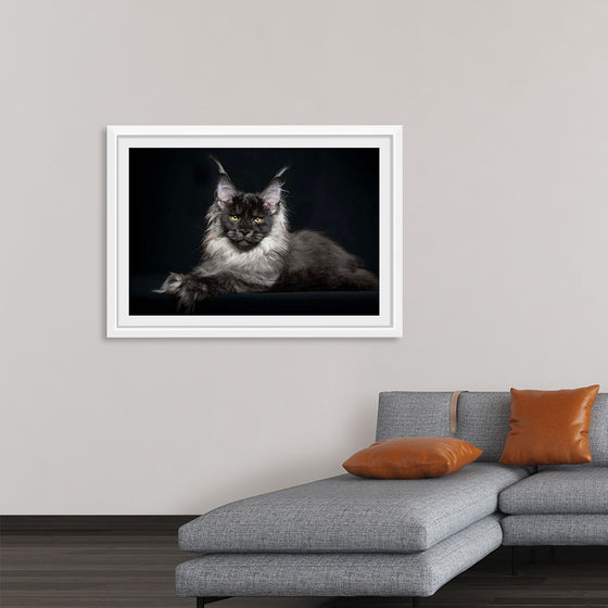 "Portrait of lying Maine coon cat"