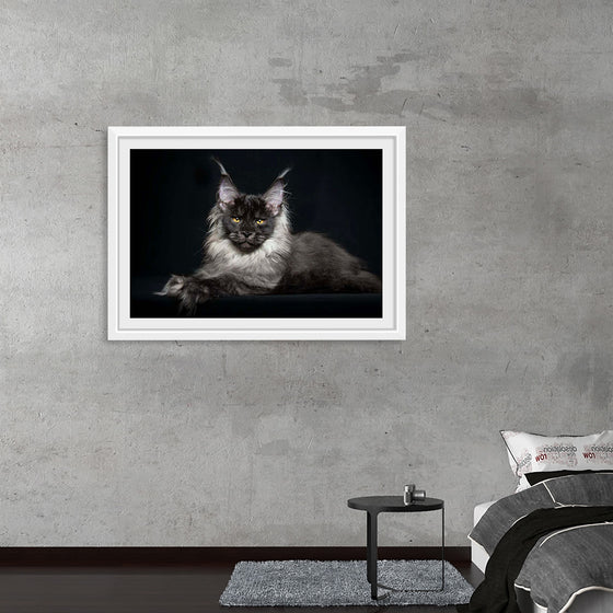 "Portrait of lying Maine coon cat"