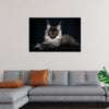 "Portrait of lying Maine coon cat"