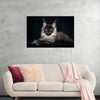 "Portrait of lying Maine coon cat"