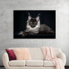 "Portrait of lying Maine coon cat"