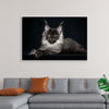 "Portrait of lying Maine coon cat"