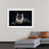 "Portrait of lying Maine coon cat"