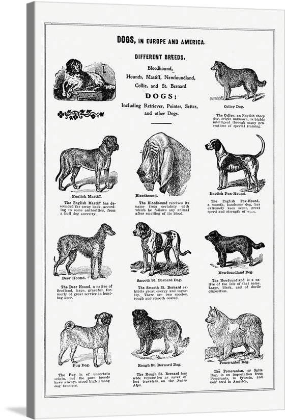 This black and white illustration of different breeds of dogs by Thomas E. Hill is a charming and whimsical work of art. The illustration features a variety of dogs, from large breeds like the Saint Bernard and the Fox Hound to small breeds like the Pomeranian and the Pug. The dogs are all depicted in different poses, and they are all full of personality.