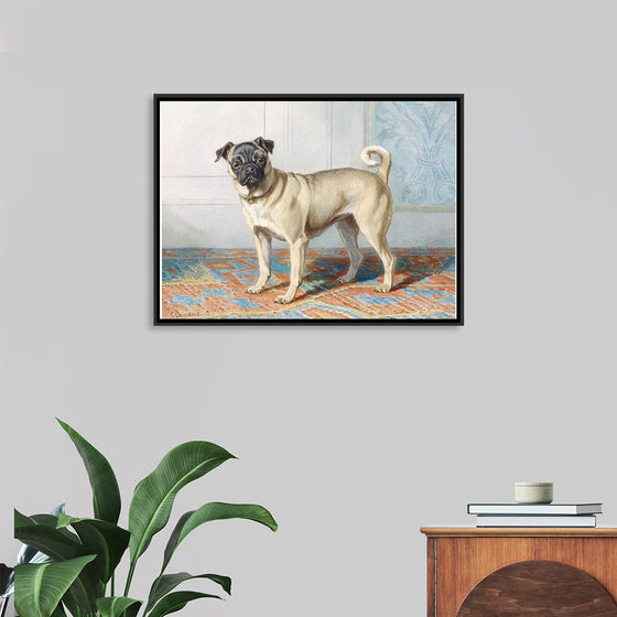 "Portrait of Edwin Vom Rath's Pug", Conradijn Cunaeus