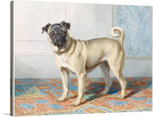  "Portrait of Edwin Vom Rath's Pug", Conradijn Cunaeus