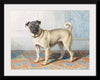 "Portrait of Edwin Vom Rath's Pug", Conradijn Cunaeus