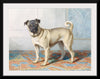 "Portrait of Edwin Vom Rath's Pug", Conradijn Cunaeus