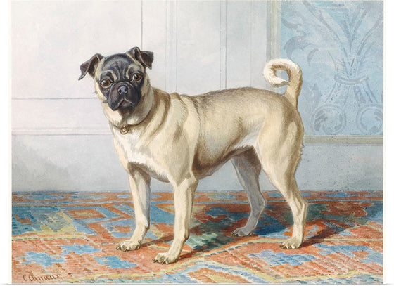 "Portrait of Edwin Vom Rath's Pug", Conradijn Cunaeus