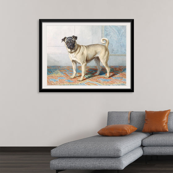 "Portrait of Edwin Vom Rath's Pug", Conradijn Cunaeus