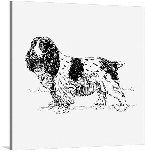“Spaniel Dog” is an exquisite black-and-white sketch that captures the essence of this beloved breed. With meticulous attention to detail, the artist brings the Spaniel’s soulful eyes, long ears, and beautifully spotted coat to life. This limited edition print celebrates not only the Spaniel’s aesthetic allure but also its loyal and spirited nature.