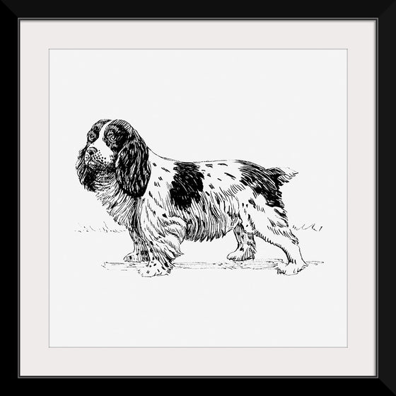 "Spaniel Dog"