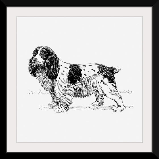 "Spaniel Dog"