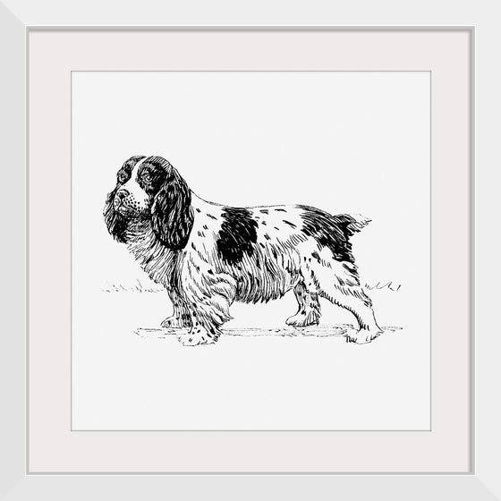 "Spaniel Dog"