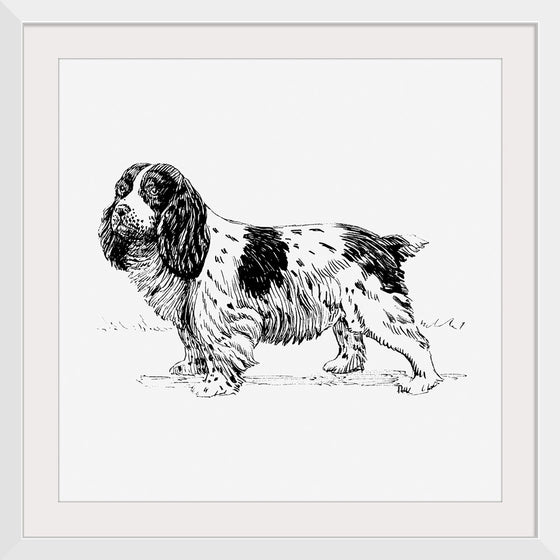 "Spaniel Dog"