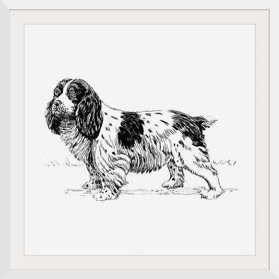 "Spaniel Dog"