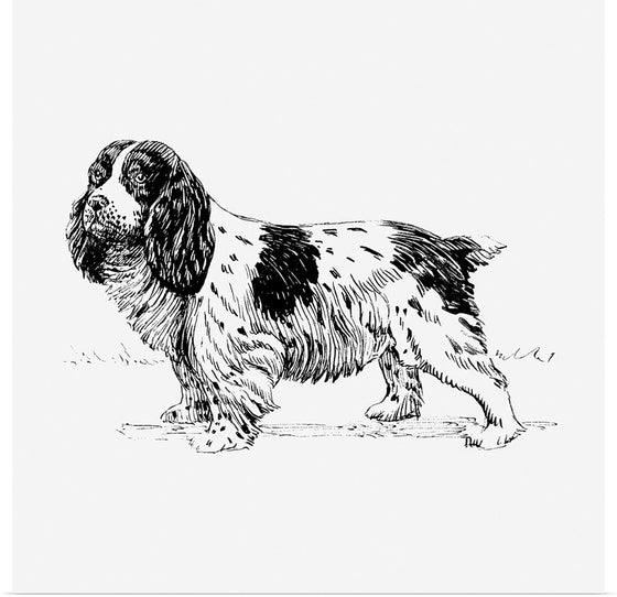 "Spaniel Dog"