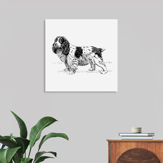 "Spaniel Dog"