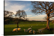  "Herd of Sheep Grazing in the Evening" is an exquisite print that captures the tranquil beauty of a countryside landscape during sunset. It features a peaceful scene of sheep grazing leisurely on a lush green field, bathed in the gentle embrace of the evening sun. Majestic, leafless trees with intricate branches stand in the foreground, silently witnessing this dance of nature.
